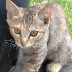 生後4ヶ月　毛色がかわいい仔猫
