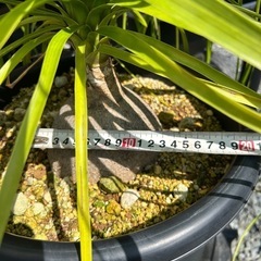 トックリラン　ノリナ　観葉植物　塊根植物　の画像