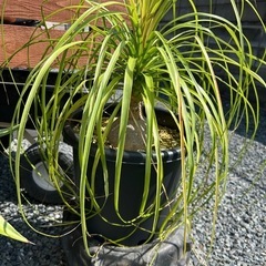 トックリラン　ノリナ　観葉植物　塊根植物　の画像