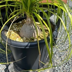 トックリラン　ノリナ　観葉植物　塊根植物　の画像
