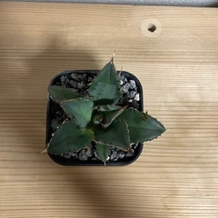 アガベ チタノタ ノーネーム 中株の画像