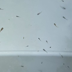 ミックスメダカ5匹（稚魚から幼魚）の画像