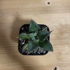 アガベ チタノタ ノーネーム 中株の画像
