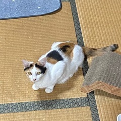 パーフェクトなママミケちゃん