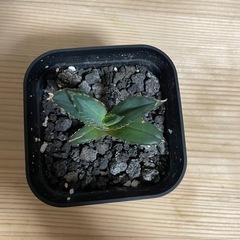 アガベ チタノタ ノーネーム 子株の画像