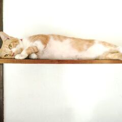 おしゃべり大好き！わんぱくで甘えん坊さんです