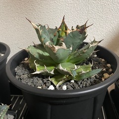 アガベ チタノタ ノーネーム 子株の画像