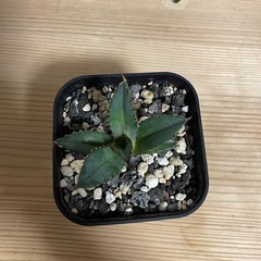 アガベ チタノタ ノーネーム 子株の画像