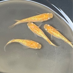 【メダカ】紅華10匹（無選別）の画像