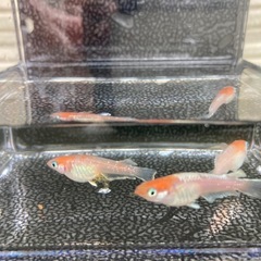 ⚠️次回、09/05(金)〜09/07(日)限定　ネプチューン・ペア　（ゴールドtype）の画像