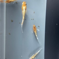 メダカ　3色RT タイプM ３ペアの画像