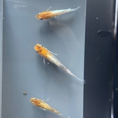 メダカ　3色RT タイプM ３ペアの画像