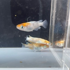 メダカ　3色RT タイプM ３ペアの画像