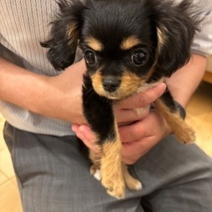 【子犬】キャバリアとチワワのMIXです。