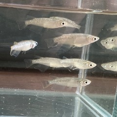 緑光メダカ10匹で500円の画像
