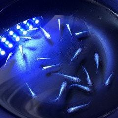 🔷幹之みゆきメダカ🔷若魚成魚　20匹の画像