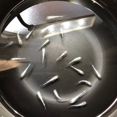 🔷幹之みゆきメダカ🔷若魚成魚　20匹の画像