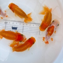 金魚 ★らんちゅう 当歳★ ☆6匹セット 3000円☆ 8～9cmの画像