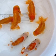 金魚 ★らんちゅう 当歳★ ☆6匹セット 3000円☆ 8～9cmの画像