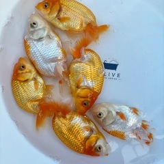 金魚 ★らんちゅう 当歳★ ☆6匹セット 3000円☆ 8～9cmの画像