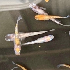 メダカ めだか🐟ミックス25匹                    
いろんな種類の画像