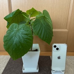 【観葉植物】ウンベラータの画像