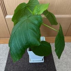 【観葉植物】ウンベラータの画像