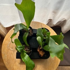 ビカクシダ ヒリー ポット苗
の画像