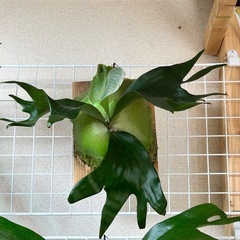 ビカクシダ ヒリー ポット苗
の画像