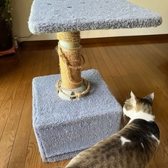 キャットタワー猫の爪研ぎの画像