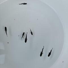 【選別漏れ】オロチメダカ　7匹の画像