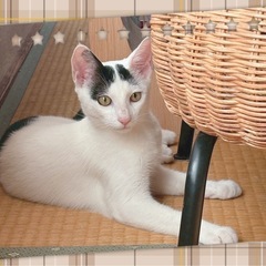 【トライアル決定】❤️美猫❤️ 5ヶ月♂🐈さくくん🐈 