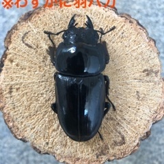 能勢YG血統 国産オオクワガタ メス3頭（52.1㎜・50.8㎜・50.6㎜）の画像