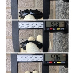 能勢YG血統 国産オオクワガタ メス3頭（52.1㎜・50.8㎜・50.6㎜）の画像