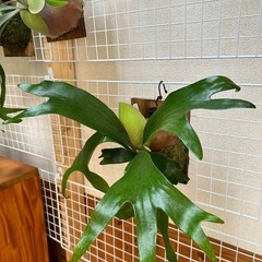 ビカクシダ ヒリー 1の画像