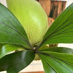 ビカクシダ ヒリー 1の画像