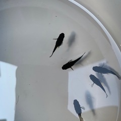 オロチダルマ　トリオの画像