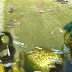 メダカお任せ30匹の画像