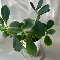 多肉植物 カランコエ リンリンの画像