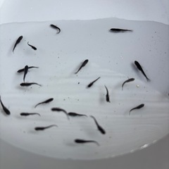 メダカ　サタン稚魚　20匹＋α ①の画像