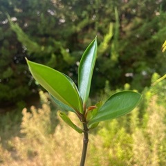 超希少！マングローブの苗　水槽に！アクアリウム！珍しい観葉植物！の画像