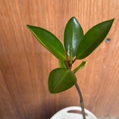 超希少！マングローブの苗　水槽に！アクアリウム！珍しい観葉植物！の画像