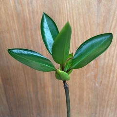超希少！マングローブの苗　水槽に！アクアリウム！珍しい観葉植物！の画像