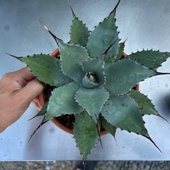 アガベの画像