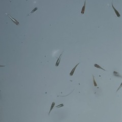 ミックスメダカ5匹（若魚）の画像