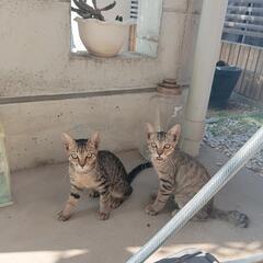 子猫の兄弟
