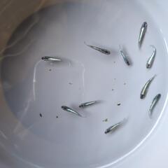 めだか　春菊交配種✕レーヴオランジェ　若魚　黒タイプ　画像全ての画像