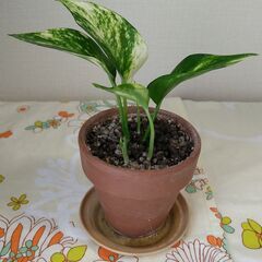 ゴールデンポトスの画像