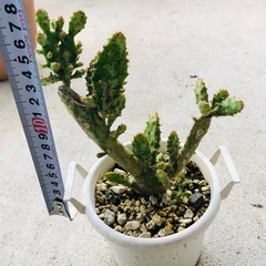 サボテン　　強い　かわいい　増やせます　の画像