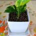 ランキングキーワードに紐づく投稿画像-観葉植物